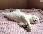 Кошки в Твери: Кота в добрые руки Мальчик, Бесплатно - фото 10