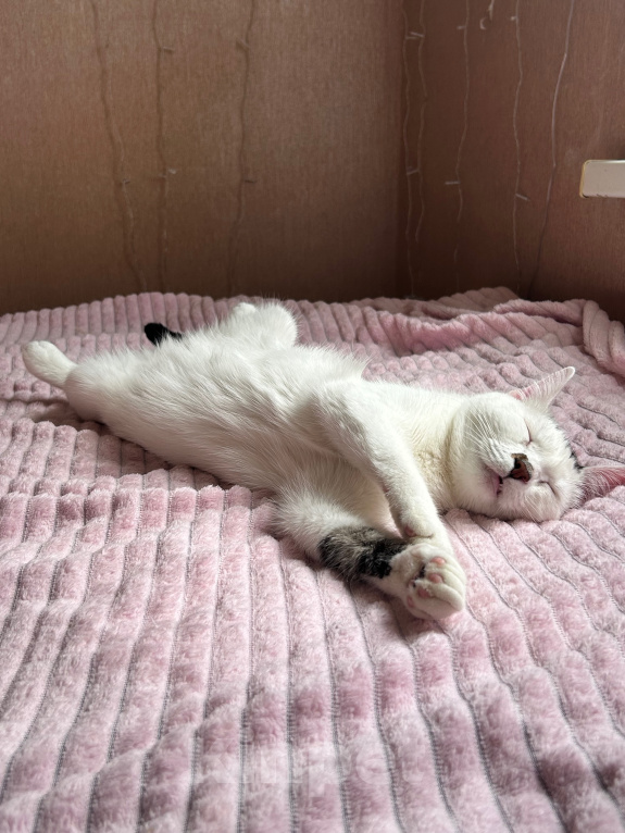 Кошки в Твери: Кота в добрые руки Мальчик, Бесплатно - фото 10