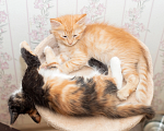 Кошки в Мурином: Котенок Авакадо Мальчик, Бесплатно - фото 3