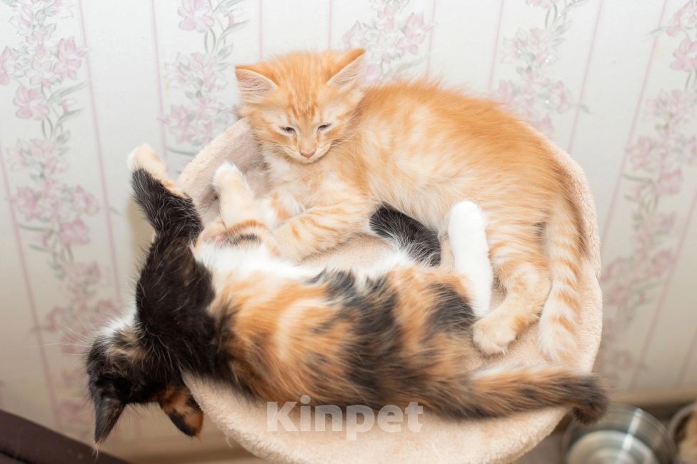 Кошки в Мурином: Котенок Авакадо Мальчик, Бесплатно - фото 3
