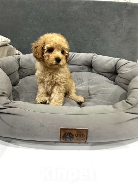 Собаки в Белорецке: Щенки той пуделя Мальчик, 85 000 руб. - фото 3