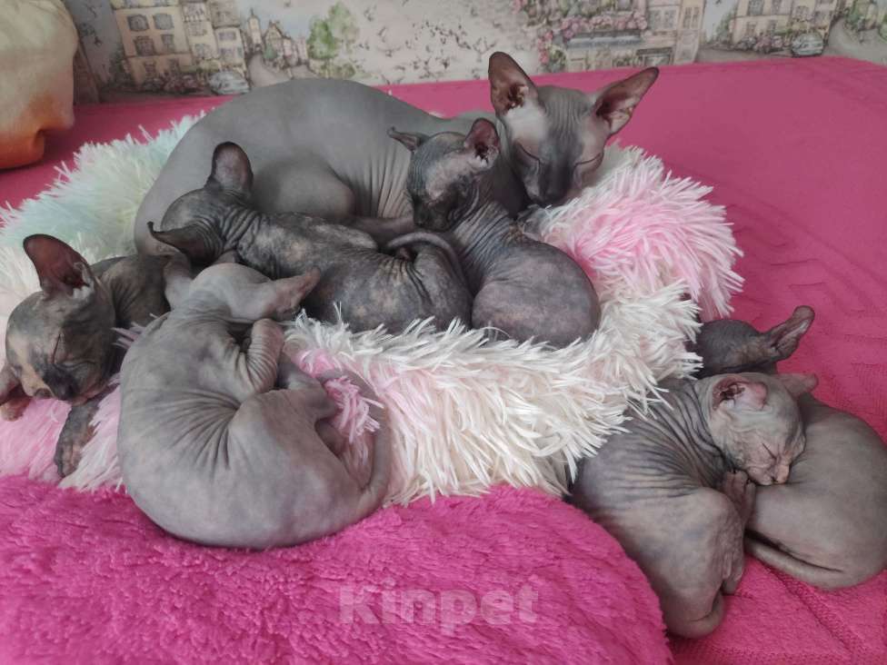 Кошки в Домодедово: Канадский сфинкс эльф котенок Девочка, 20 000 руб. - фото 1