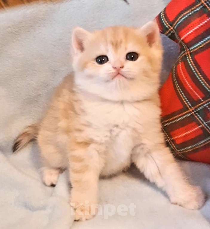 Кошки в Москве: Кошечка BSH by12 Девочка, 50 000 руб. - фото 1