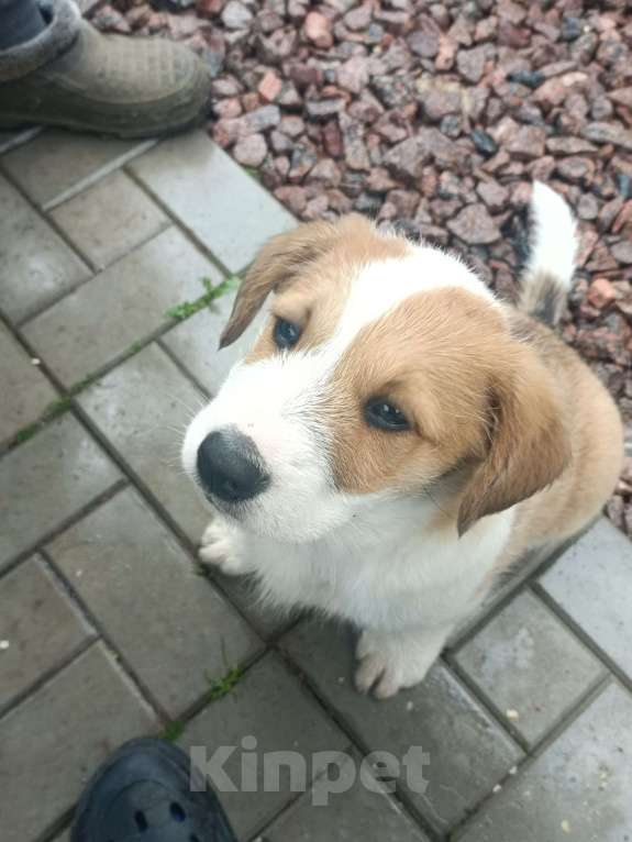 Собаки в других городах Ленинградской области: Маленький пёс Мальчик, Бесплатно - фото 6