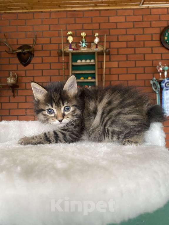 Кошки в Москве: Курильский бобтейл девочка Девочка, 40 000 руб. - фото 1