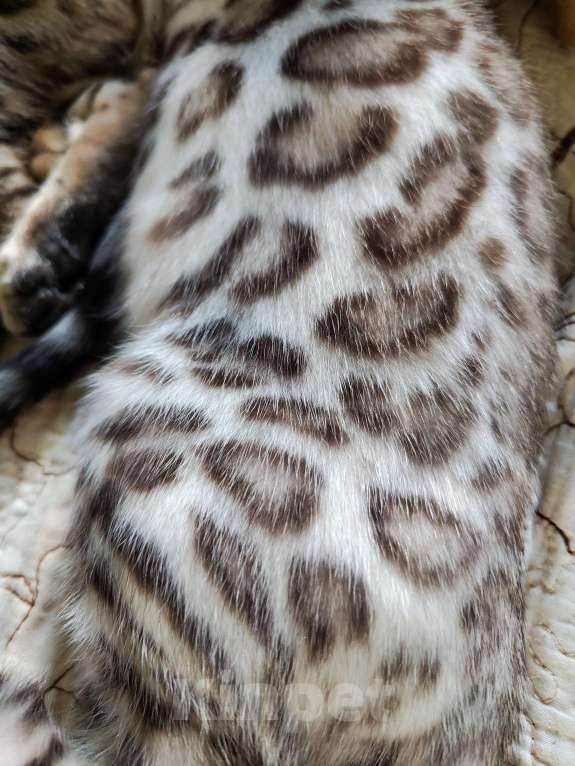 Кошки в Москве: Бенгальский котенок mink снежный (редкий окрас) Мальчик, 40 000 руб. - фото 6
