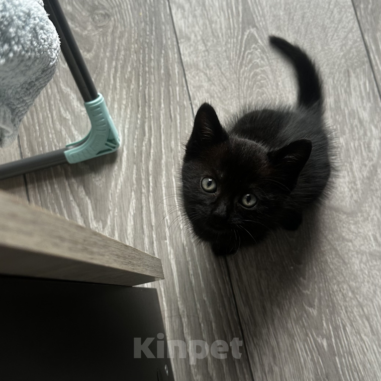 Кошки в Сочи: СРОЧНО ИЩУ ДОМ КОТЕНКУ Мальчик, Бесплатно - фото 3