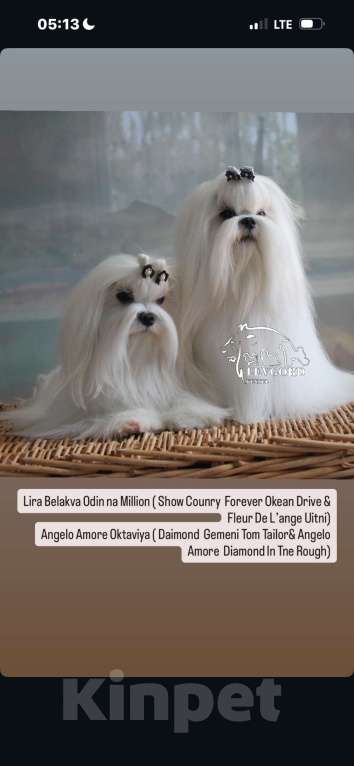 Собаки в Омске: Мальтезе щенок Левгорд Дениска Мальчик, 70 000 руб. - фото 4