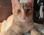 Кошки в Москве: Рыжий котенок в добрые руки! Мальчик, Бесплатно - фото 2