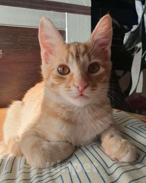 Кошки в Москве: Рыжий котенок в добрые руки! Мальчик, Бесплатно - фото 2