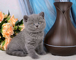 Кошки в Мурином: Британский котик голубого окраса (светлого оттенка) Мальчик, 38 000 руб. - фото 9