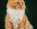 Кошки в Москве: Пушистый красавец котик Персей в добрые руки Мальчик, 1 руб. - фото 2