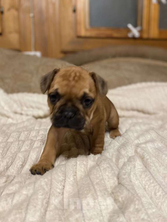 Собаки в Санкт-Петербурге: Красотка француженка  Девочка, 40 000 руб. - фото 2