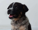 Собаки в Одинцово: Щенок Мальчик, 1 руб. - фото 1