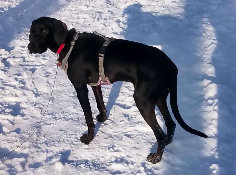 Собаки в Москве: Пойнтер Адель в дар Девочка, Бесплатно - фото 2