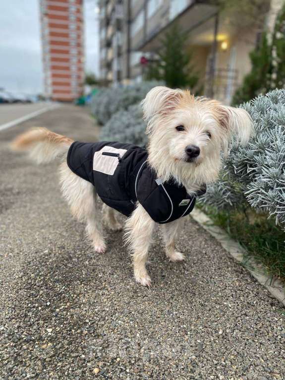 Собаки в Краснодаре: Подарите Жуже дом Девочка, Бесплатно - фото 1