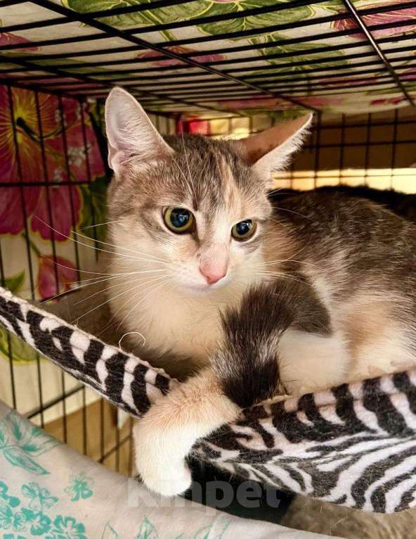 Кошки в Москве: Лика - трехцветная, нежная, теплая, добрая кошка в добрые руки Девочка, Бесплатно - фото 6