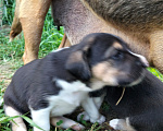 Собаки в Москве: 🐶 Семь очаровательных щенков ищут любящий дом! 🐶 Мальчик, Бесплатно - фото 4