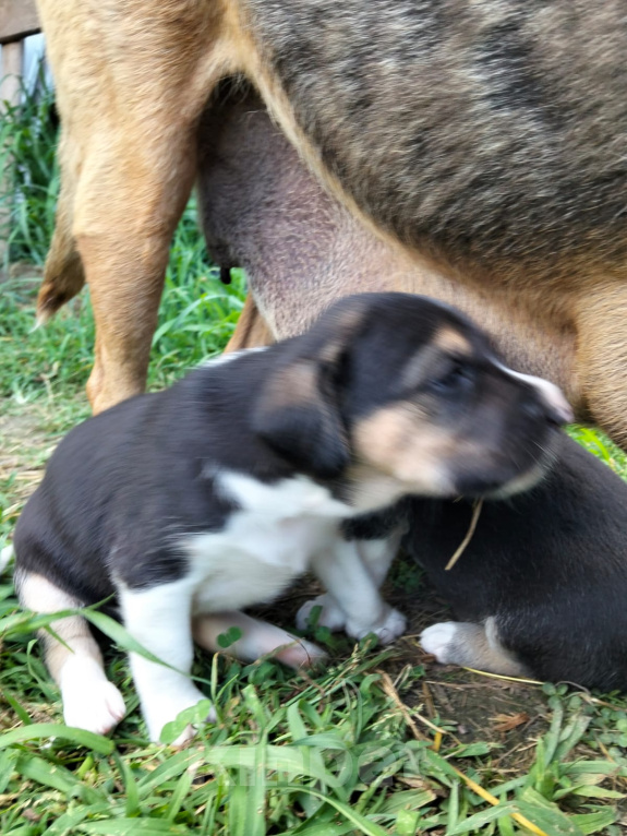 Собаки в Москве: 🐶 Семь очаровательных щенков ищут любящий дом! 🐶 Мальчик, Бесплатно - фото 4