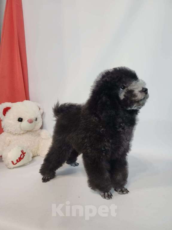 Собаки в Москве: Пудель миниатюрный серый в разведение Мальчик, 70 000 руб. - фото 3