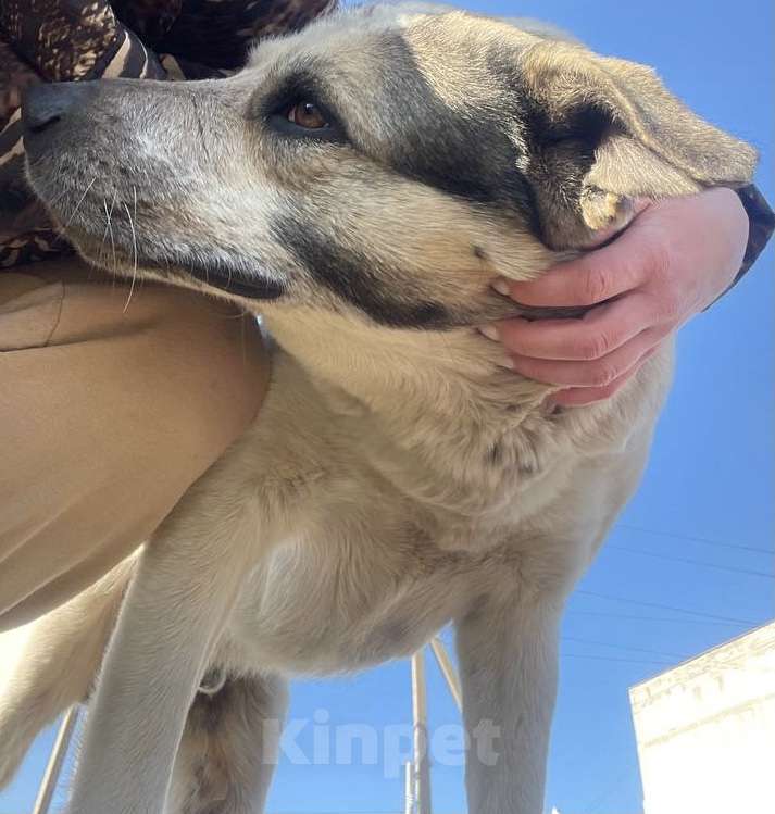 Собаки в Симферополе: Собака в дар )  Мальчик, Бесплатно - фото 5