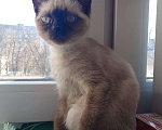 Кошки в Новомосковске: Потерялся котёнок, помогите пожалуйста найти  Мальчик, Бесплатно - фото 5