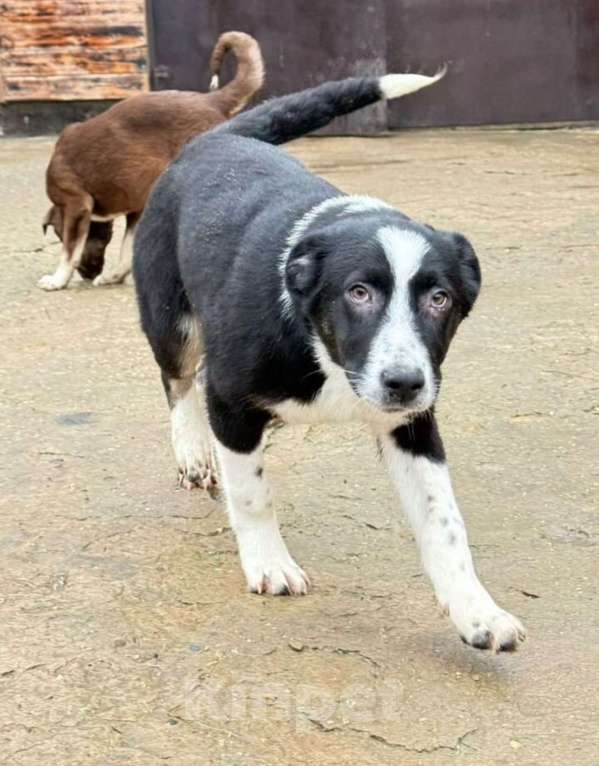 Собаки в других городах Владимирской области: Красавец малыш в лучшие добрые ручки Мальчик, Бесплатно - фото 1