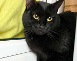Кошки в Москве: Кошка Черри – длинноногая красотка в добрые руки Девочка, Бесплатно - фото 2