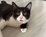 Кошки в Краснодаре: Котики в добрые руки Мальчик, Бесплатно - фото 2
