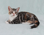 Кошки в Жуковском: Американская короткошерстная кошка Девочка, Бесплатно - фото 2