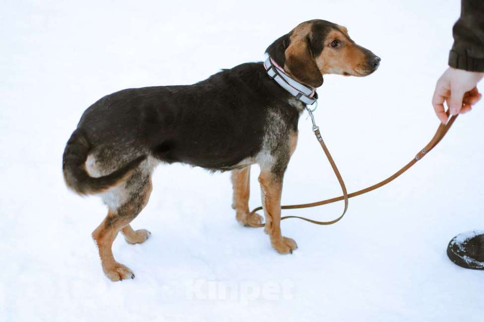 Собаки в Москве: Балканская гончая в добрые руки Девочка, Бесплатно - фото 6