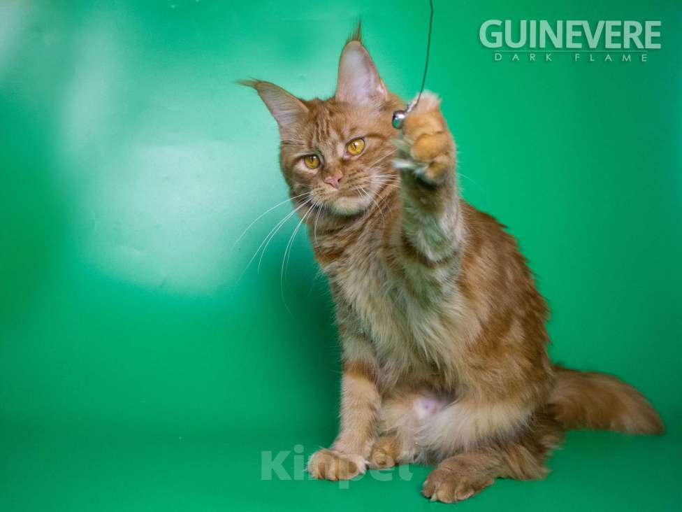 Кошки в других городах Воронежской области: Guinevere Dark Flame Девочка, 50 000 руб. - фото 4