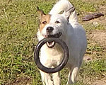 Собаки в Можайске: Джек Рассел для вязки❤❤❤, Бесплатно - фото 3