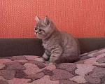 Кошки в Андреаполе: Экзотические котята, 10 000 руб. - фото 7