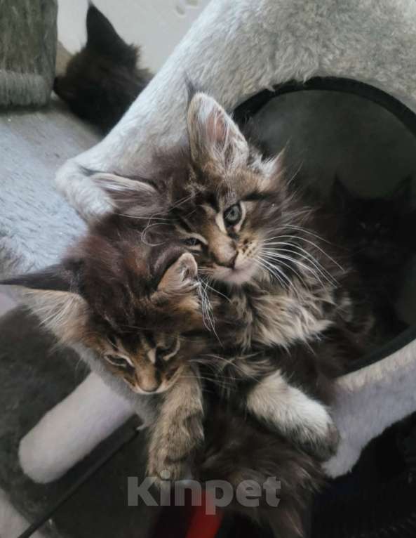 Кошки в Москве: Мейнкун Мальчик, 25 000 руб. - фото 1