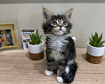 Кошки в Ростове-на-Дону: коты Мальчик, 25 000 руб. - фото 3