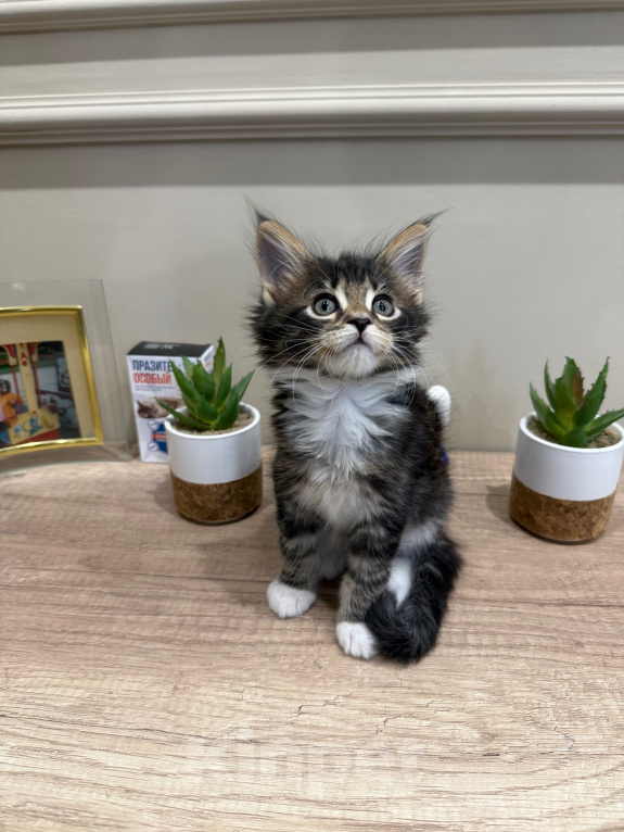 Кошки в Ростове-на-Дону: коты Мальчик, 25 000 руб. - фото 3