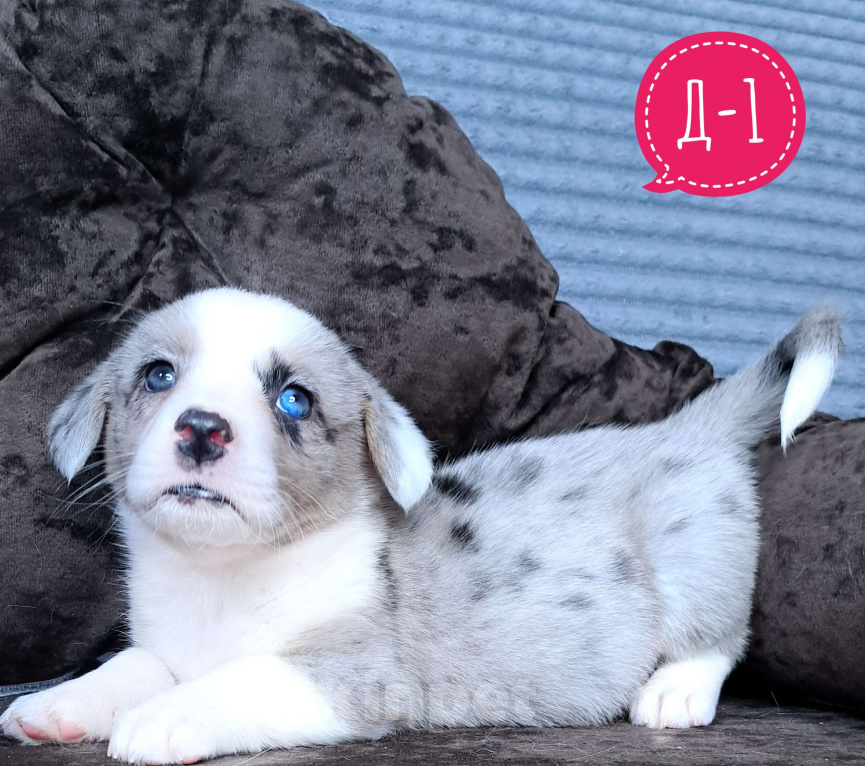 Собаки в Москве: Девочка вельш-корги кардиган Девочка, 60 000 руб. - фото 1