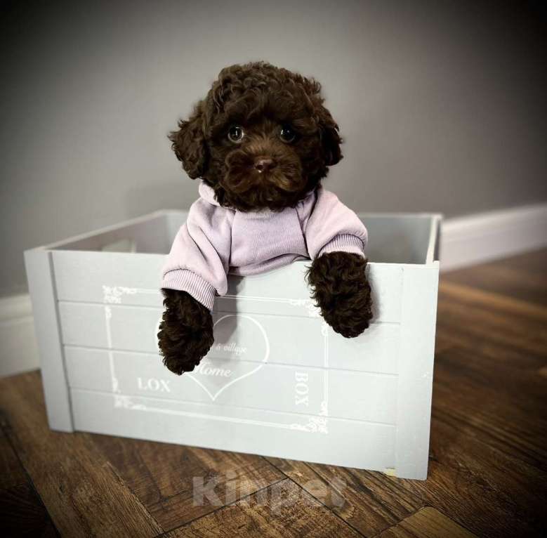 Собаки в Москве: Щенки мальтипу Девочка, 55 000 руб. - фото 3