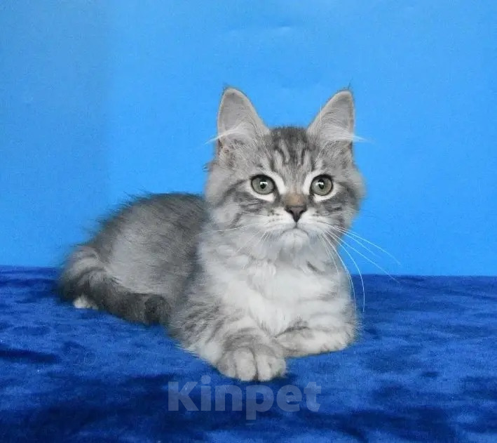 Кошки в Москве: Сибирский котик. Мальчик, 45 000 руб. - фото 3