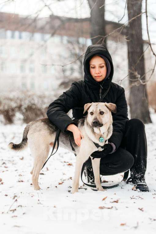 Собаки в Москве: Харизматичный Винсент ищет дом Мальчик, Бесплатно - фото 4