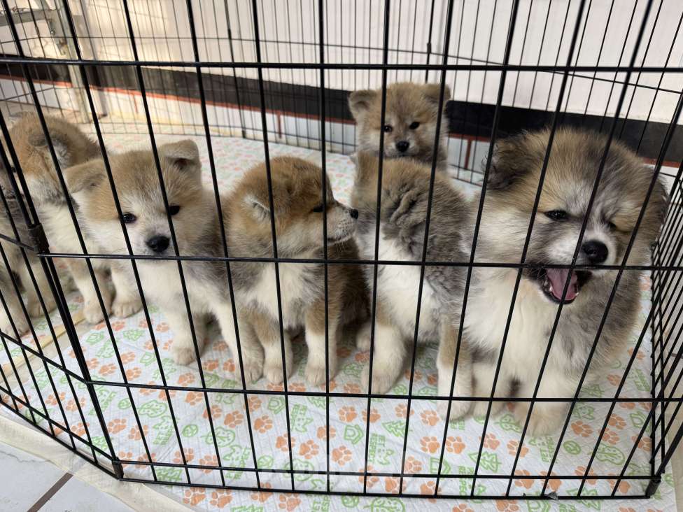 Собаки в Краснодаре: Щенок акита ину(17.02.25) Мальчик, 25 000 руб. - фото 2