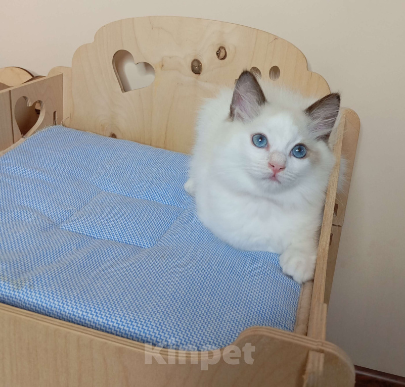 Кошки в Москве: Maximilian SergioMagicHouse Мальчик, 30 000 руб. - фото 2