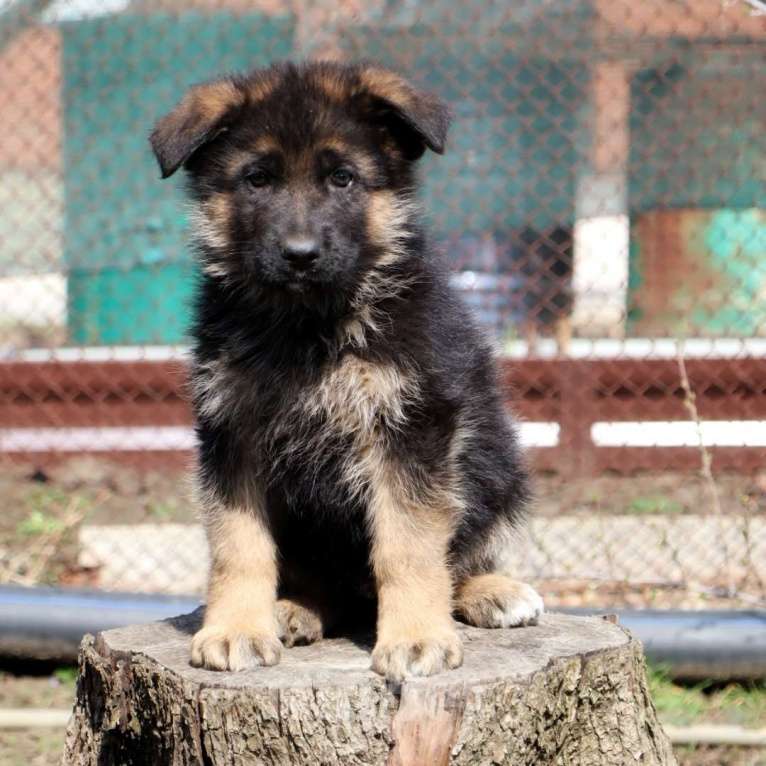 Собаки в Таганроге: Щенок немецкой овчарки Мальчик, Бесплатно - фото 1