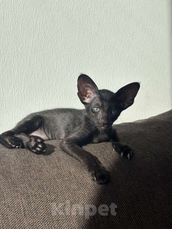 Кошки в Санкт-Петербурге: Ориентальный котенок Девочка, 30 000 руб. - фото 9