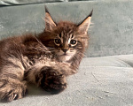 Кошки в Иркутске: Котята породы мейн-кун Мальчик, 35 000 руб. - фото 5