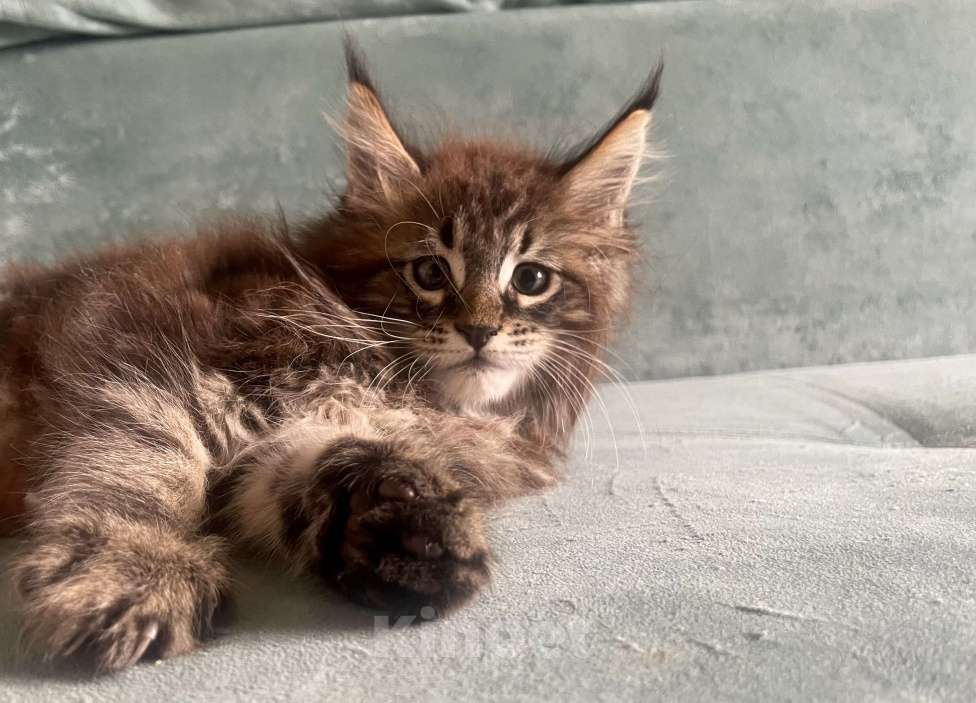 Кошки в Иркутске: Котята породы мейн-кун Мальчик, 45 000 руб. - фото 5