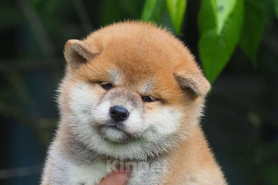 Собаки в Москве: Шиба ину щенки Мальчик, 50 000 руб. - фото 2