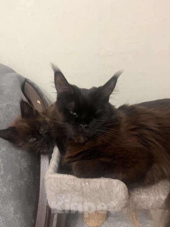 Кошки в Санкт-Петербурге: Баунти  Девочка, Бесплатно - фото 4