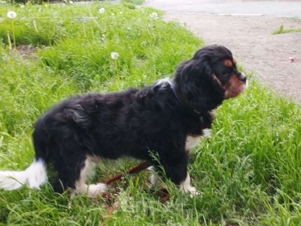 Собаки в Новосибирске: Мальчишки Кавалер Кинг Чарльз спаниель Мальчик, 60 000 руб. - фото 2